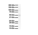 AIP2 Antibody in Western Blot (WB)