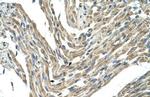 FBXL5 Antibody in Immunohistochemistry (IHC)