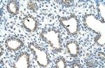 UBE2J1 Antibody in Immunohistochemistry (Paraffin) (IHC (P))