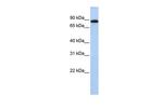 CHFR Antibody in Western Blot (WB)