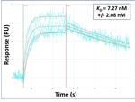 ABCC9 Antibody in Surface plasmon resonance (SPR)