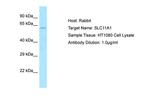 SLC11A1 Antibody in Western Blot (WB)