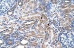 ENT2 Antibody in Immunohistochemistry (IHC)