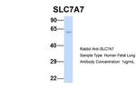 SLC7A7 Antibody in Western Blot (WB)