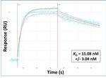 SLC33A1 Antibody in Surface plasmon resonance (SPR)