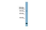 KCC1 Antibody in Western Blot (WB)