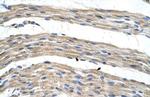 SLC17A4 Antibody in Immunohistochemistry (IHC)