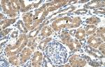 SLC16A8 Antibody in Immunohistochemistry (IHC)