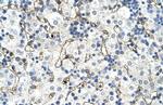 SLC39A5 Antibody in Immunohistochemistry (IHC)