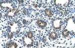 GUSB Antibody in Immunohistochemistry (Paraffin) (IHC (P))