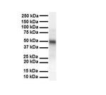 M-CSF Antibody in Western Blot (WB)