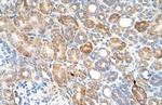 ALG11 Antibody in Immunohistochemistry (IHC)