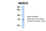 WDR33 Antibody in Western Blot (WB)