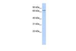 NRG3 Antibody in Western Blot (WB)