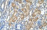 PARL Antibody in Immunohistochemistry (Paraffin) (IHC (P))