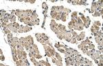 CLCC1 Antibody in Immunohistochemistry (IHC)