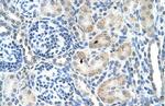 SPPL2B Antibody in Immunohistochemistry (IHC)