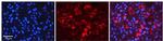 Tapasin Antibody in Immunohistochemistry (Paraffin) (IHC (P))