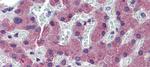 TFR2 Antibody in Immunohistochemistry (IHC)