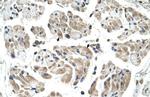 CHST1 Antibody in Immunohistochemistry (IHC)