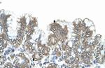 SIK1 Antibody in Immunohistochemistry (IHC)