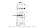 PPAT Antibody in Western Blot (WB)