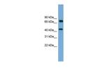 MAT2A Antibody in Western Blot (WB)