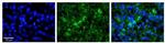 WBP11 Antibody in Immunohistochemistry (Paraffin) (IHC (P))