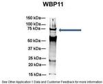 WBP11 Antibody in Immunoprecipitation (IP)