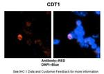 CDT1 Antibody in Immunohistochemistry (IHC)