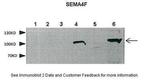 SEMA4F Antibody in Western Blot (WB)