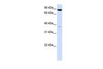 ACSL3 Antibody in Western Blot (WB)