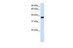 ICMT Antibody in Western Blot (WB)