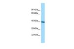 TMEM30A Antibody in Western Blot (WB)