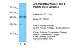 TMEM30A Antibody in Western Blot (WB)