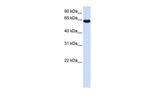 ZNF117 Antibody in Western Blot (WB)