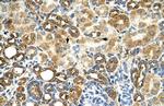 C3orf31 Antibody in Immunohistochemistry (IHC)