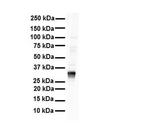 LDHB Antibody in Western Blot (WB)