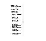 LDHB Antibody in Western Blot (WB)