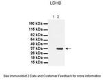 LDHB Antibody in Western Blot (WB)