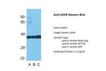 LDHB Antibody in Western Blot (WB)