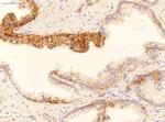 GADD45B Antibody in Immunohistochemistry (IHC)