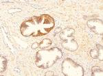 GADD45B Antibody in Immunohistochemistry (IHC)