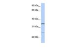 OCIAD1 Antibody in Western Blot (WB)