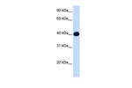 LIAS Antibody in Western Blot (WB)