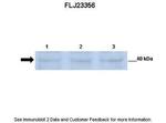 POMK Antibody in Western Blot (WB)