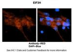 eIF3h Antibody in Immunohistochemistry (IHC)