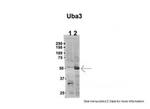 UBA3 Antibody in Western Blot (WB)