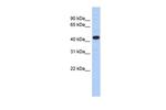 UBA3 Antibody in Western Blot (WB)