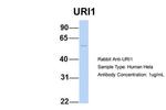 RMP Antibody in Western Blot (WB)